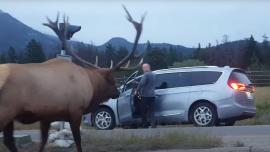 Elk versus photographer