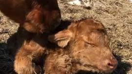 Heifer born with heart in neck