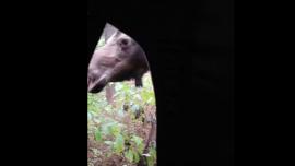 Moose peering at hunter