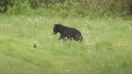 bear vs skunk