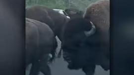 Bison breaks windshield