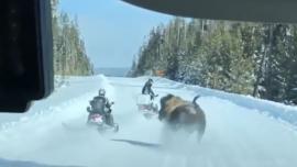 Bison charges snowmobile