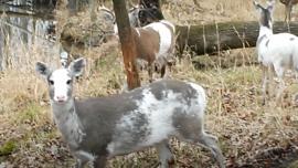 Piebald deer