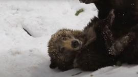 Bear playing in the snow