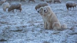 Great pyrenees sheep dogs