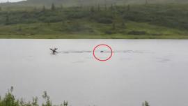 Bear swims after moose