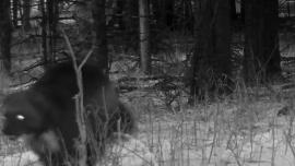 Yellowstone Wolverine