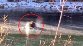 Bear falls through ice