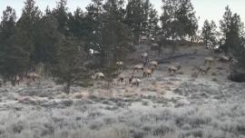 Elk herd