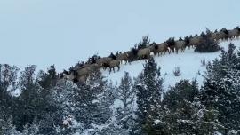 Livingston Elk