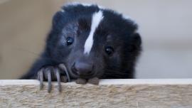 Cute skunk
