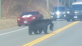 Mama bear struggles to get cubs across road