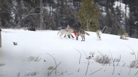 Wolf pack at play