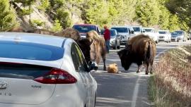 Baby bison traffic jam