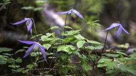 Clematis