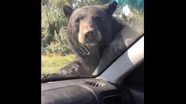 Bear on car