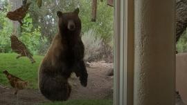 Bear and bird feeder