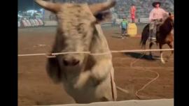 Bull jumps into stands at rodeo