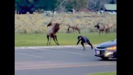 Elk vs man