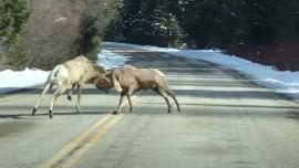 Bighorn Brawl