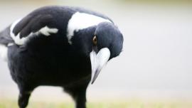 Magpie