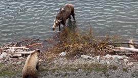 Bear/moose showdown