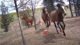 Wild Horses in Alberta, Canada