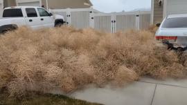 Tumble Weeds in Driveway