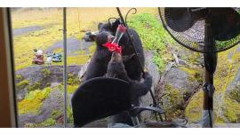 Black bear & cubs drinking from birdfeeder