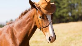 horse cowboy hat