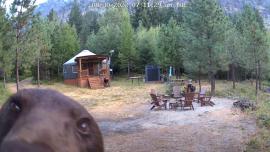 Bear Tastes Camera