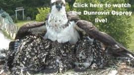 dunrovin osprey