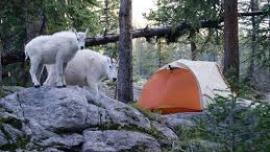 Montana Camping