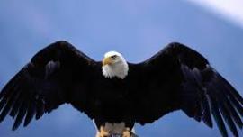 bald eagle