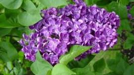 lilacs