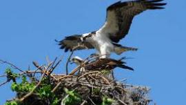 osprey