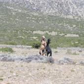 Bighorn Canyon National Recreation Area - Wild Horses at Pryor Mountain