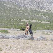 Bighorn Canyon National Recreation Area - Wild Horses at Pryor Mountain 