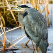 2Great Blue HeronAkre