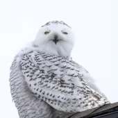 2snowy owl Akre