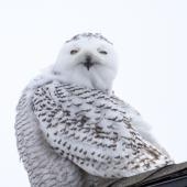 2snowy owl Akre