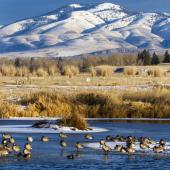 winter on the refuge