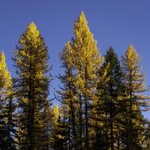 Tamarack Sky