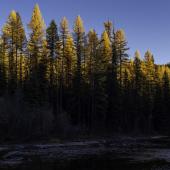 Tamarack Sky