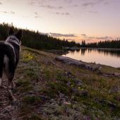 Dog and the Sunset