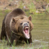 Roaring Grizzly Bear