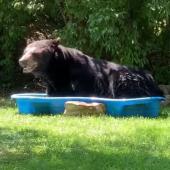Black Bear in a Kiddie Pool