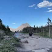 Bear at Glacier National Park