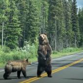 Grizzlies crossing the road