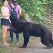 Bear approaching Mexican woman
